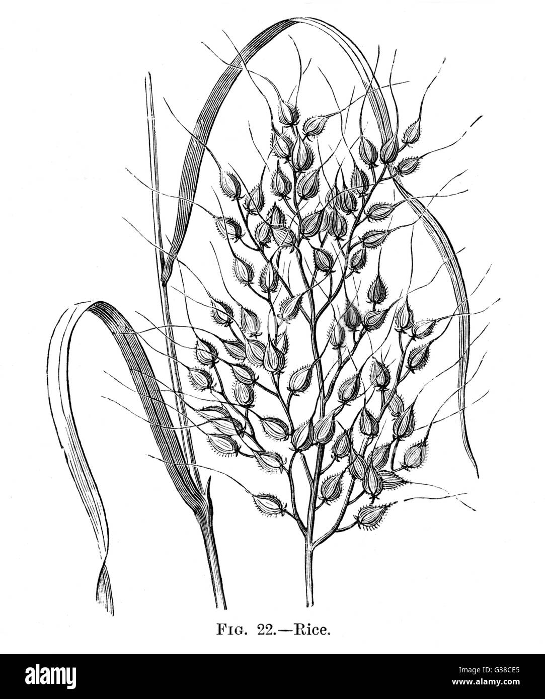 Un detallado grabado de arroz mostrando cómo crece en la planta. Fecha: Siglo XIX. Foto de stock