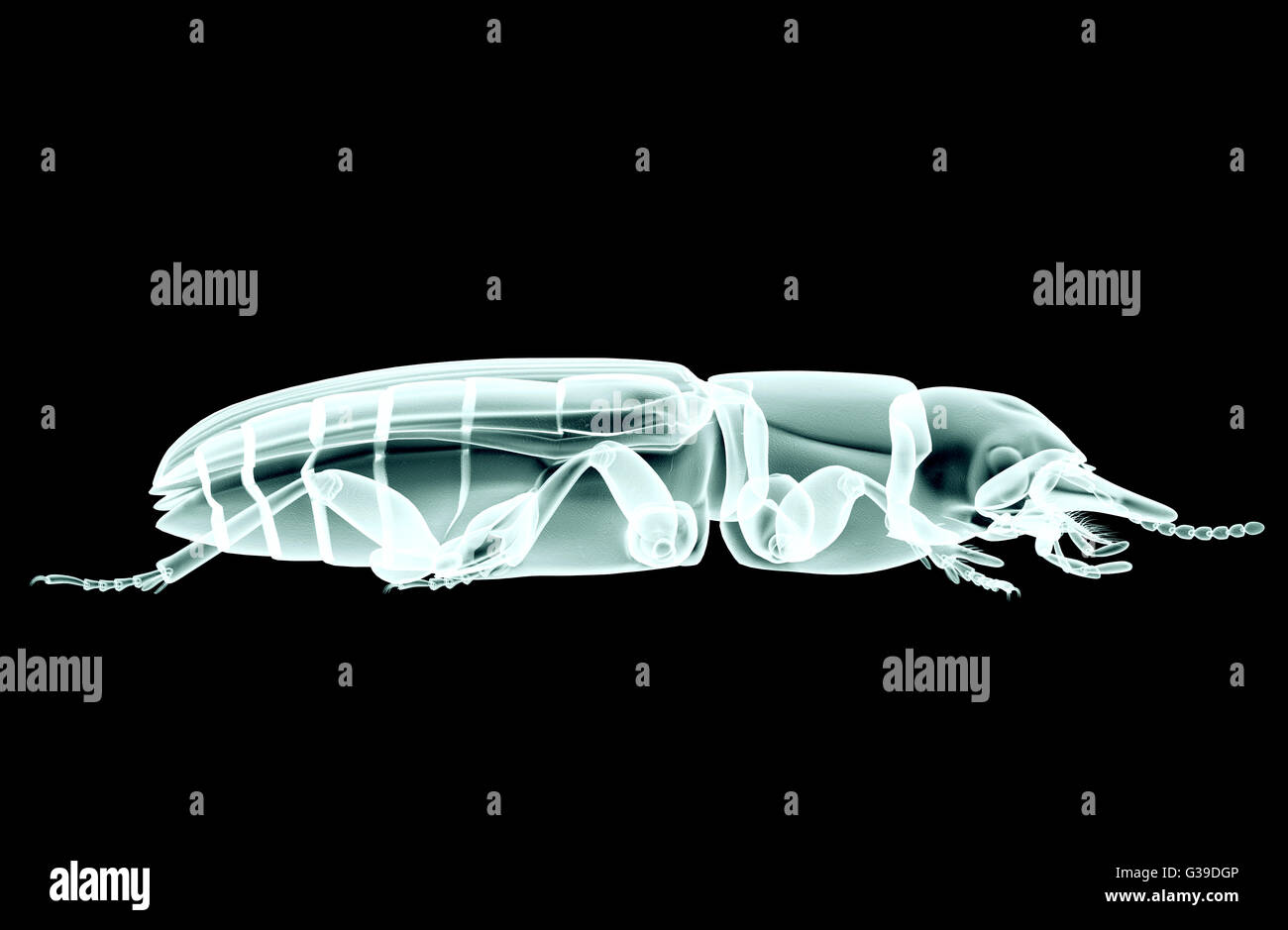Imagen de rayos x de un insecto aislado en negro con trazado de recorte. Foto de stock