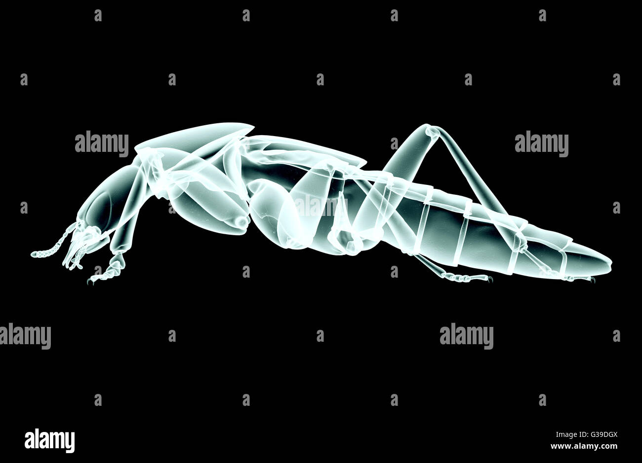Imagen de rayos x de un insecto aislado en negro con trazado de recorte. Foto de stock