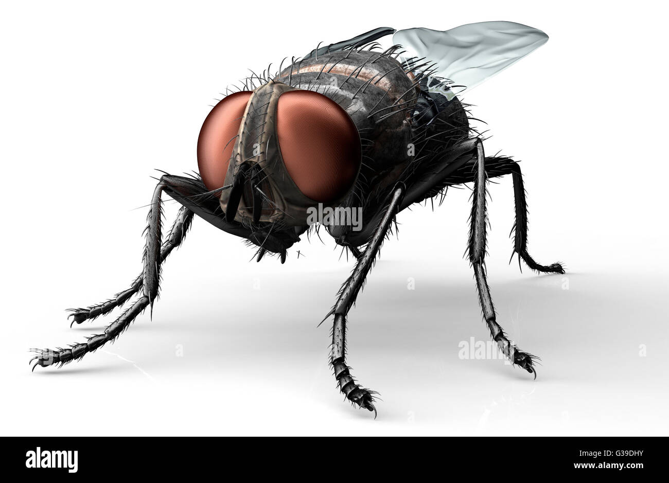 Mosca común, insecto aislado en blanco con trazado de recorte, 3D ilustración. Foto de stock