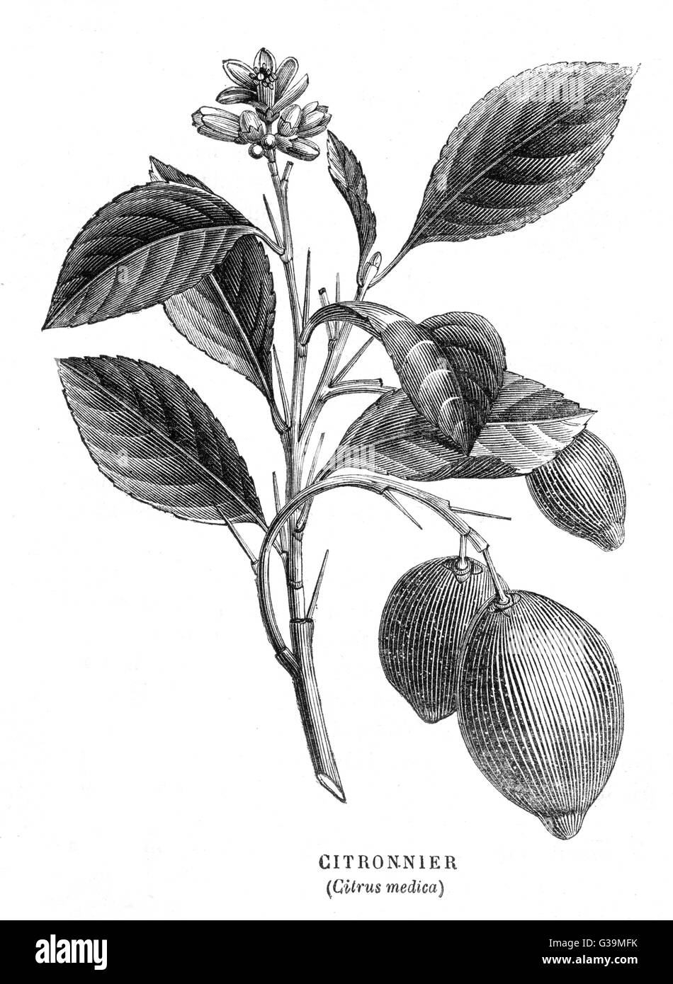 Dos limones aún conectado a su floración planta de tallo. Fecha: mediados del siglo XIX. Foto de stock
