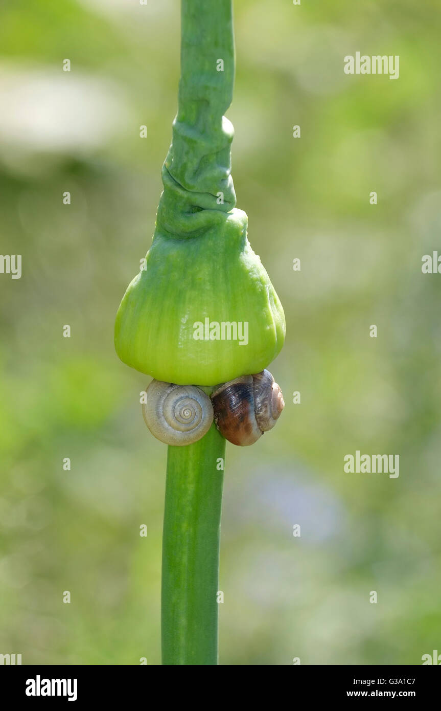 Los caracoles en la planta de tallo verde en el jardín Foto de stock
