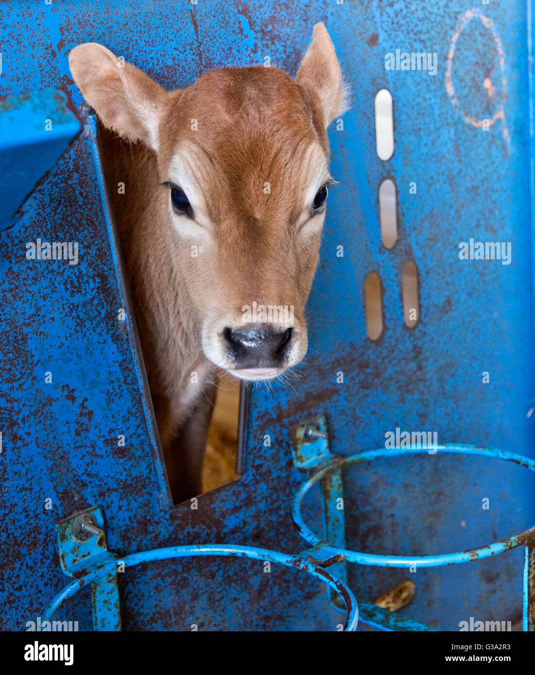 Jersey joven ternero en busca de alimentación cala, granja de productos lácteos. Foto de stock