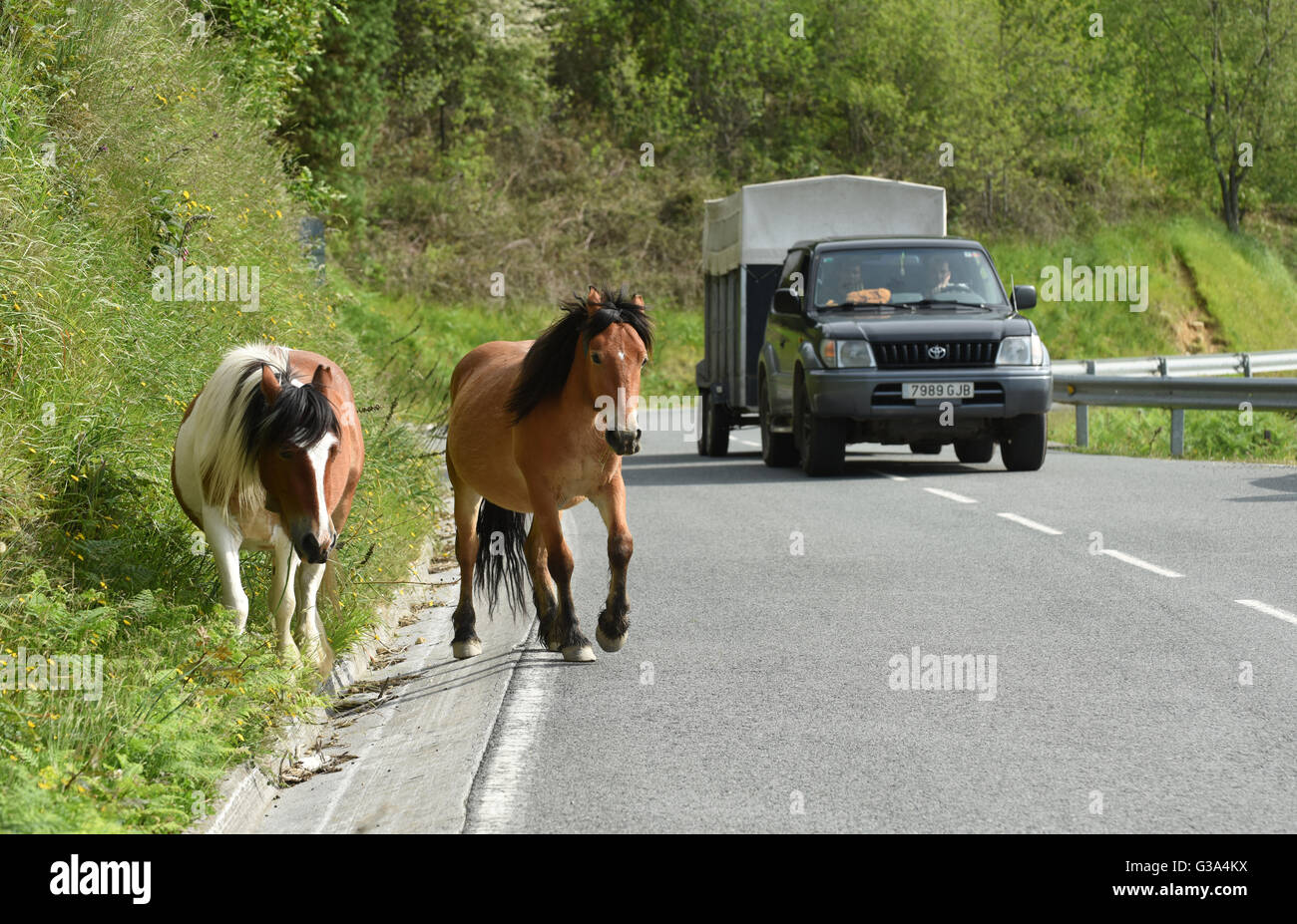 Los caballos con cuello de roaming de campanas la carretera cerca de Bera Bidasoa, en la Comunidad Autónoma del País Vasco y la frontera francesa. Foto de stock