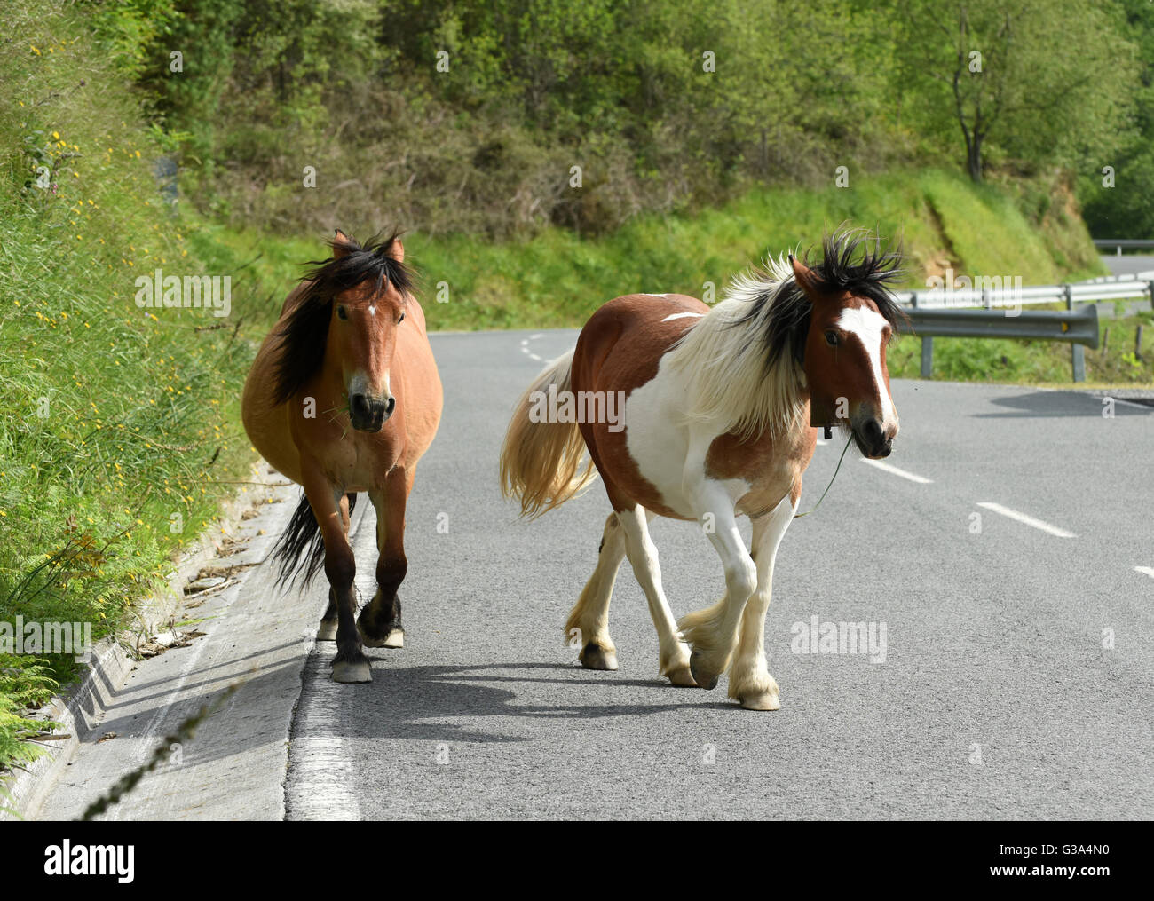 Los caballos con cuello de roaming de campanas la carretera cerca de Bera Bidasoa, en la Comunidad Autónoma del País Vasco y la frontera francesa. Foto de stock