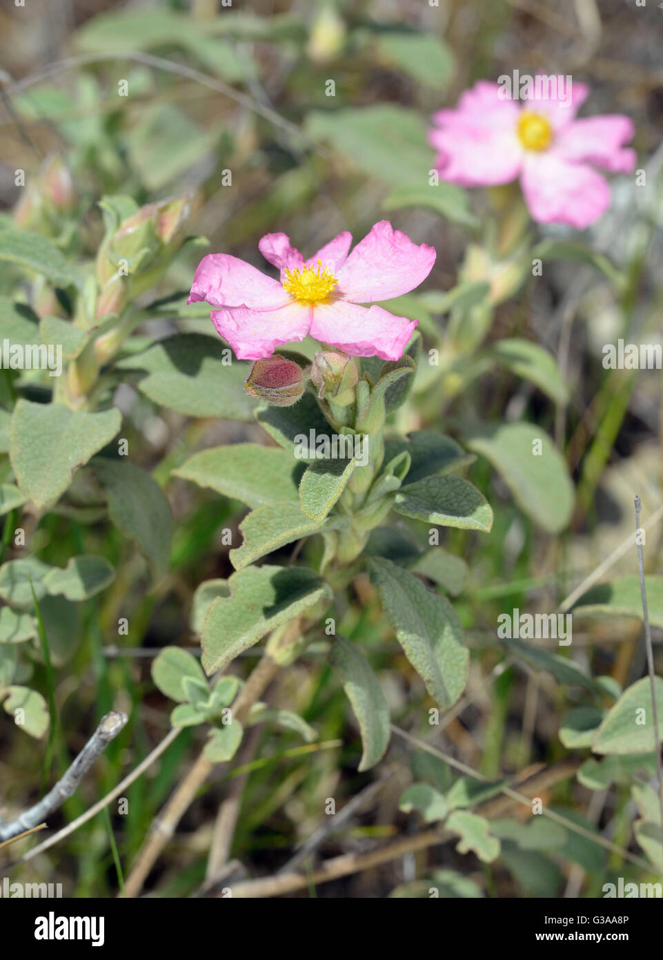 Pequeña flor - Cistus Cistus praviflorus arbustos mediterráneos Foto de stock
