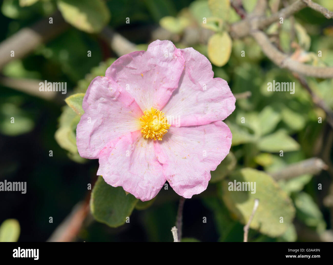 Pequeña flor - Cistus Cistus praviflorus arbustos mediterráneos Foto de stock