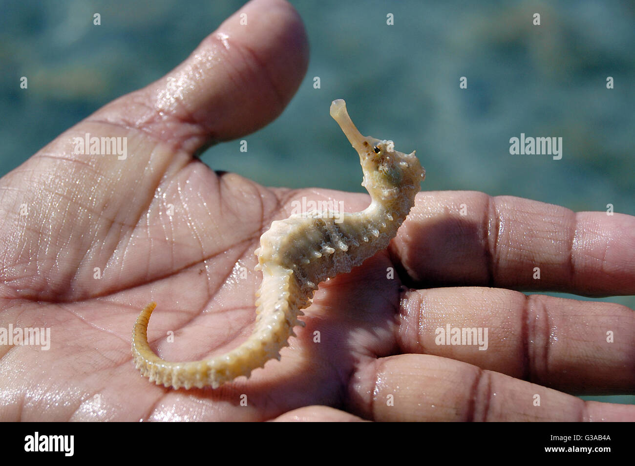 Caballitos de mar vivos en la mano del pescador. Foto de stock