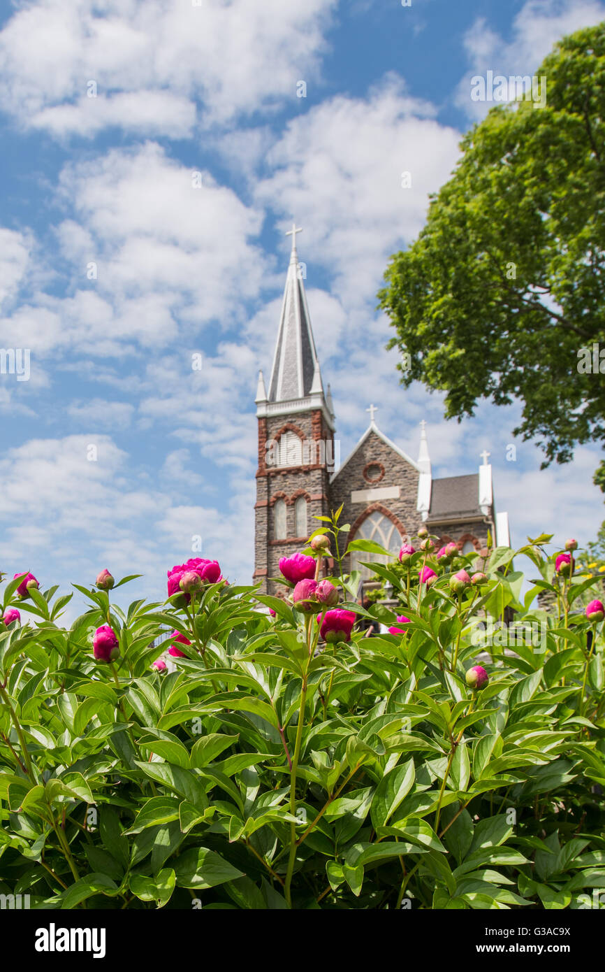 Rosa Dalias florecen en frente de la Iglesia de San Pedro imagen vertical Foto de stock