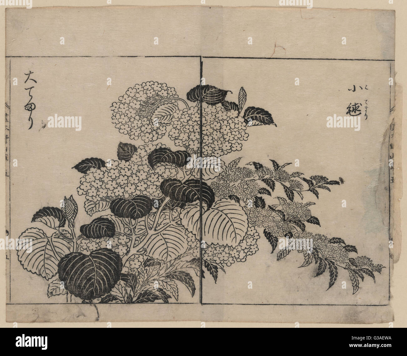 Hortensia japonesa fotografías e imágenes de alta resolución - Alamy