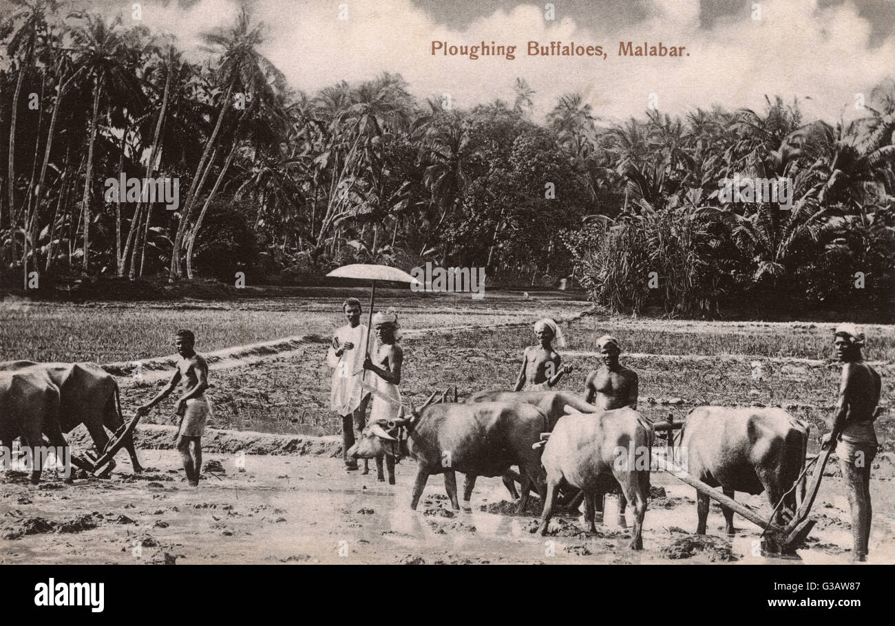 Arar con Buffalo - Malabar región del sur de la India (situadas entre los Ghats Occidentales y el Mar Arábigo). Fecha: circa 1910s Foto de stock