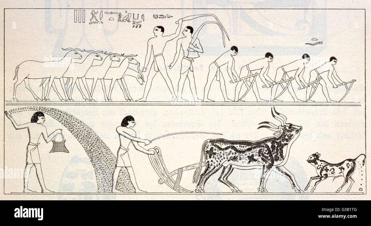Una copia de las pinturas de pared egipcias que representan las técnicas agrícolas, incluyendo arado, siembra y cría de animales. Fecha: c. Foto de stock