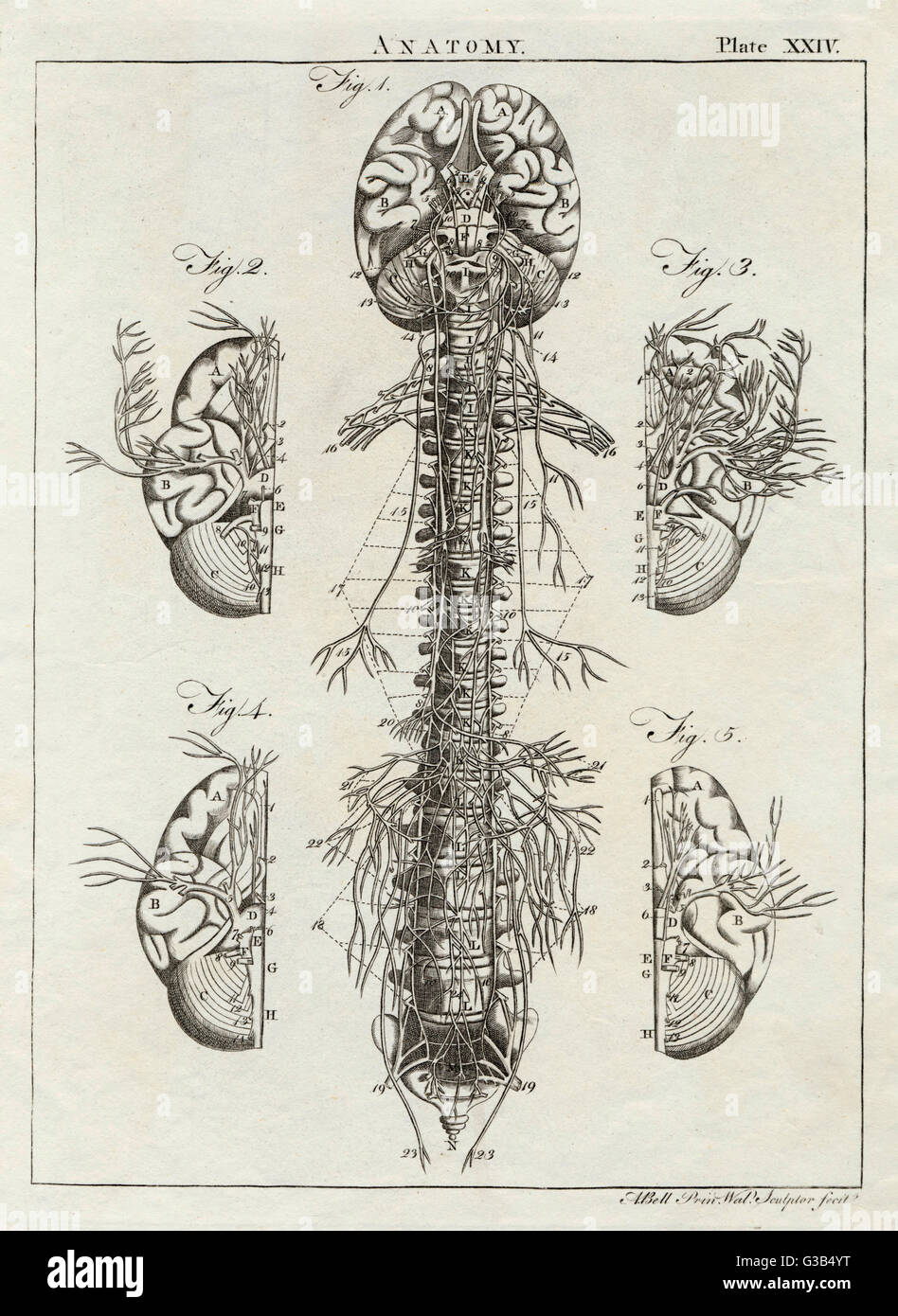 Diagrama detallado del cerebro y de la columna vertebral Fecha: 1768 Foto de stock