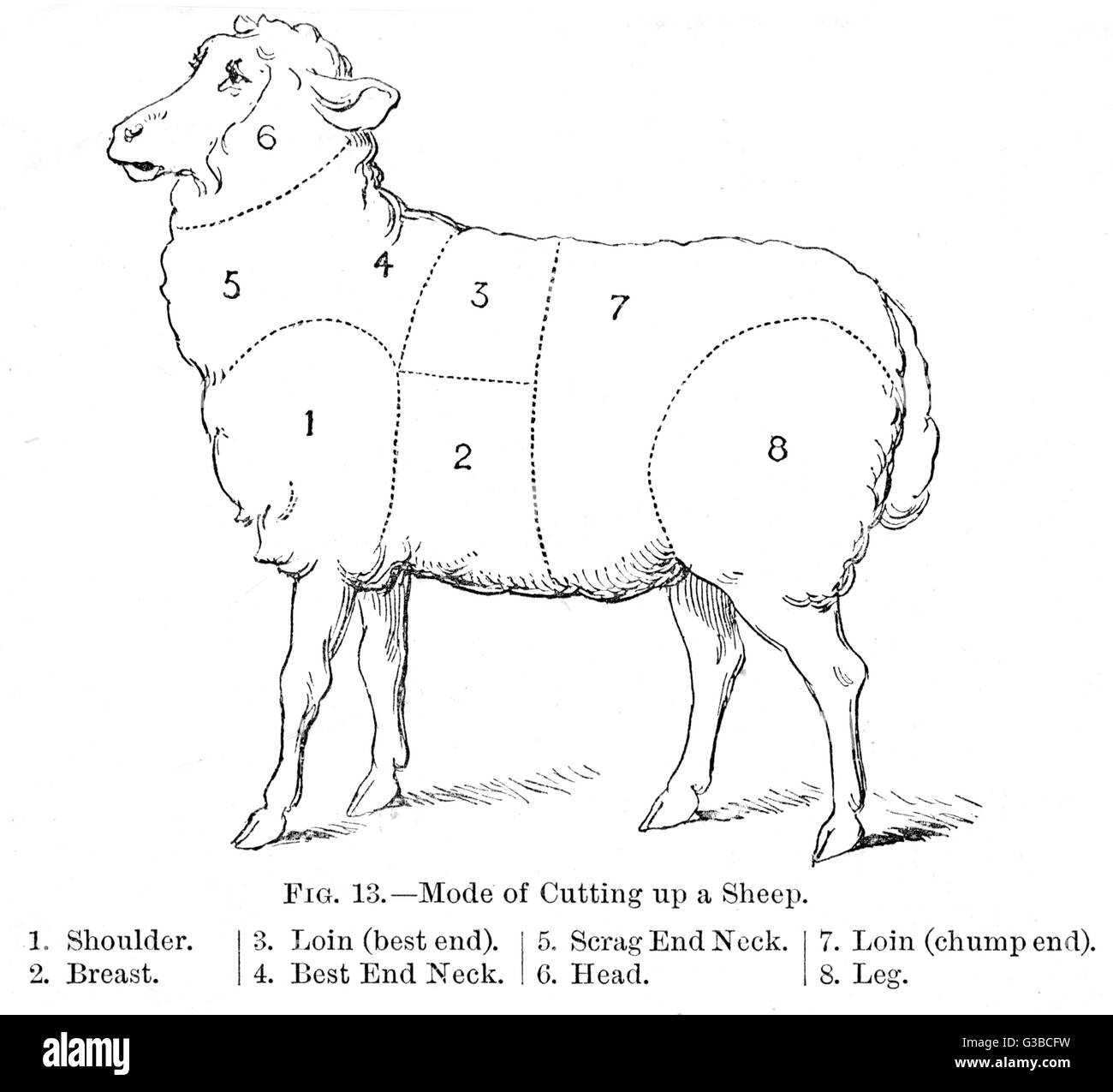 Diagrama de una oveja mostrando los diferentes cortes. Fecha: siglo XIX Foto de stock