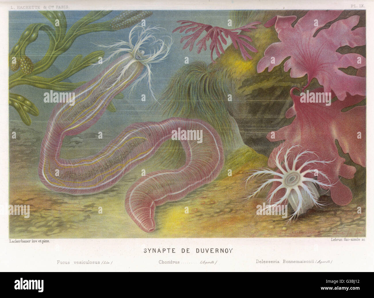 La synapte Duvernoy y otras criaturas del mar profundo. Fecha: 1865 Foto de stock