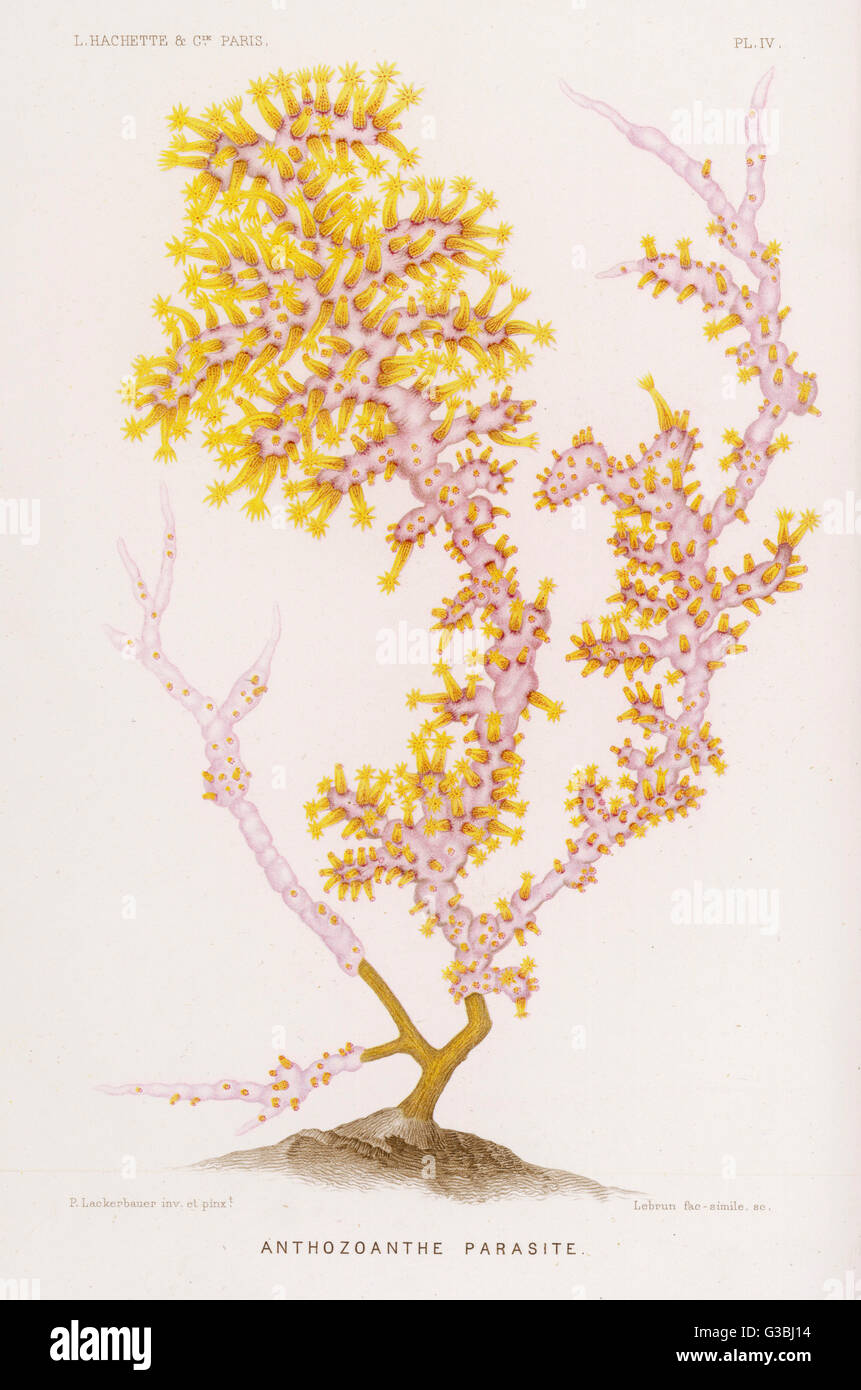 Parásito Anthozoanthe: un tipo de coral. Fecha: 1865 Foto de stock