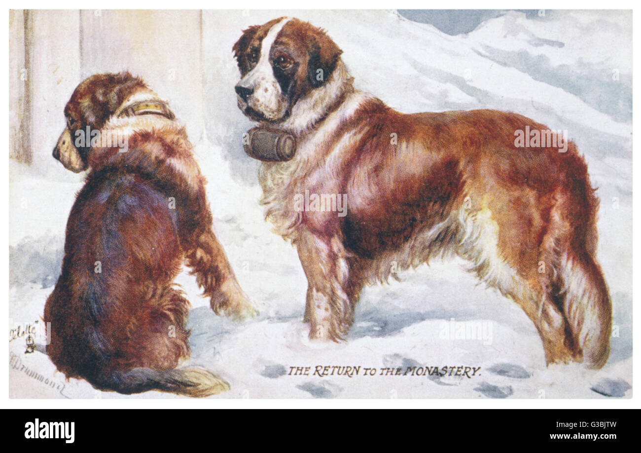St bernard dogs snow fotografías e imágenes de alta resolución - Alamy