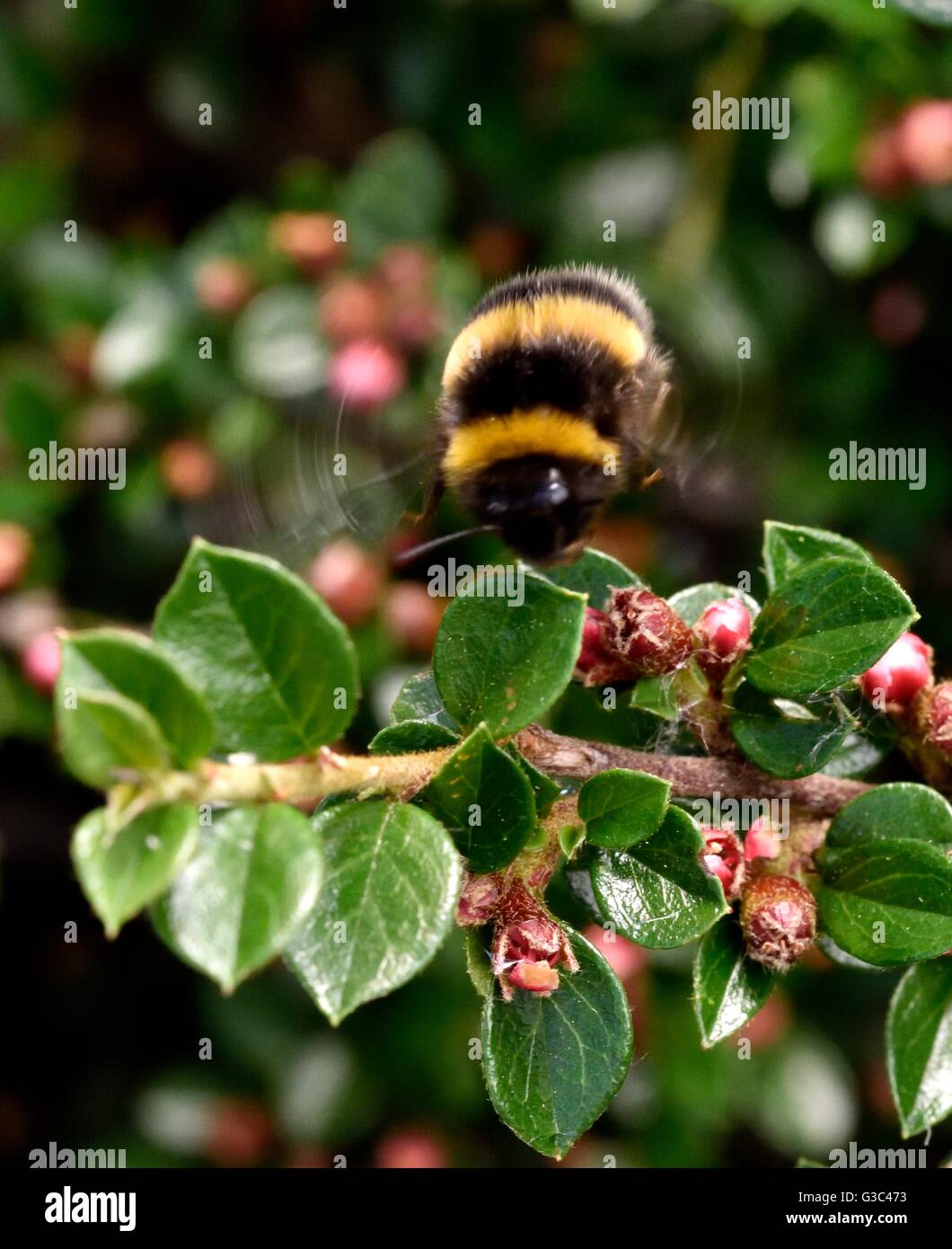 Un abejorro flotando sobre una planta con flores con alas borrosa Foto de stock