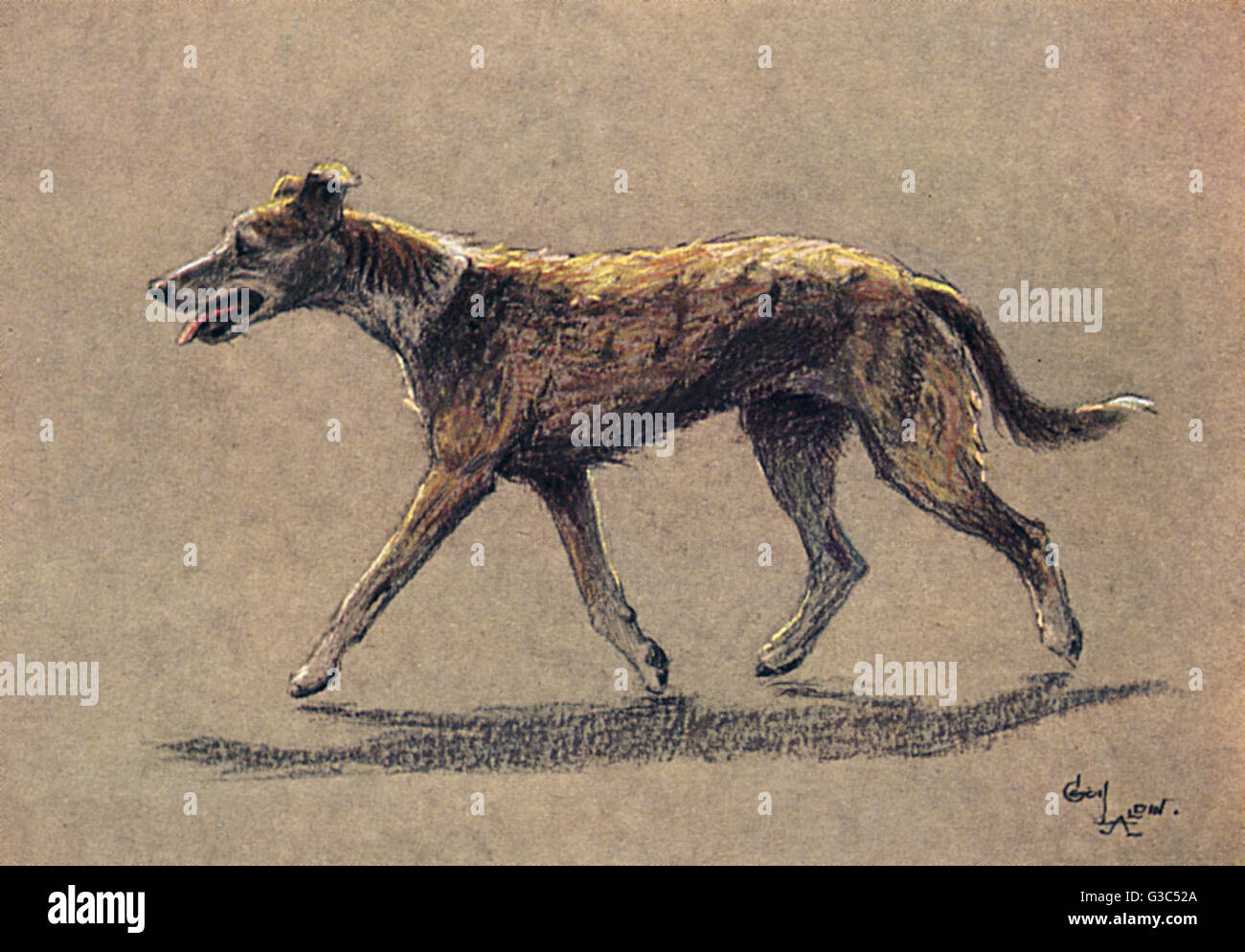 Walking lurcher dog fotografías e imágenes de alta resolución - Alamy