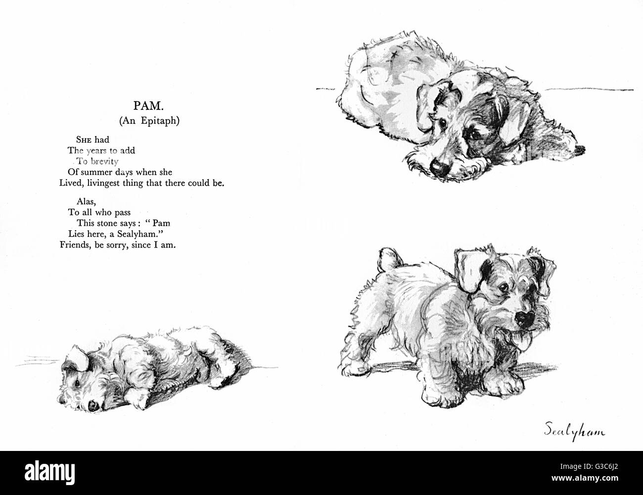 Tres ilustraciones de un Sealyham terrier (Pam) por Cecil Aldin, con un poético epitafio por Patrick R Chalmers. Fecha: 1939 Foto de stock