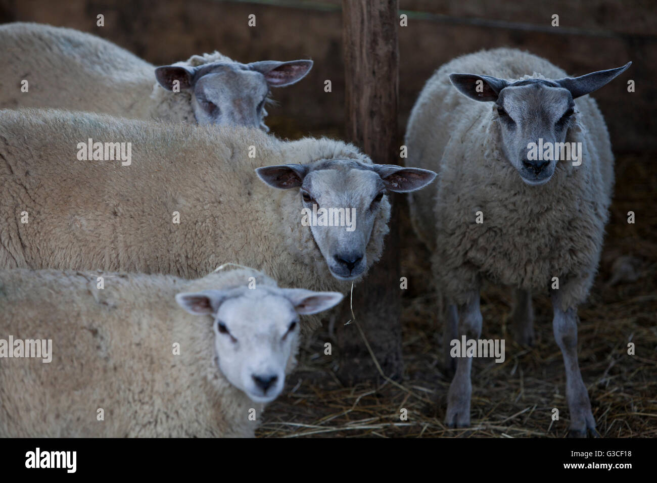 Granja ovejera,tonco,monferrato Foto de stock
