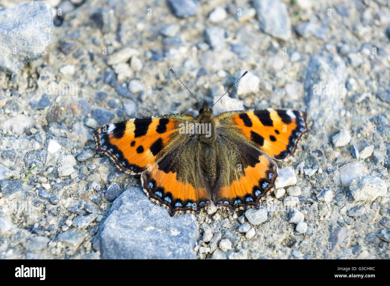 En el suelo, mariposas Lepidoptera Foto de stock