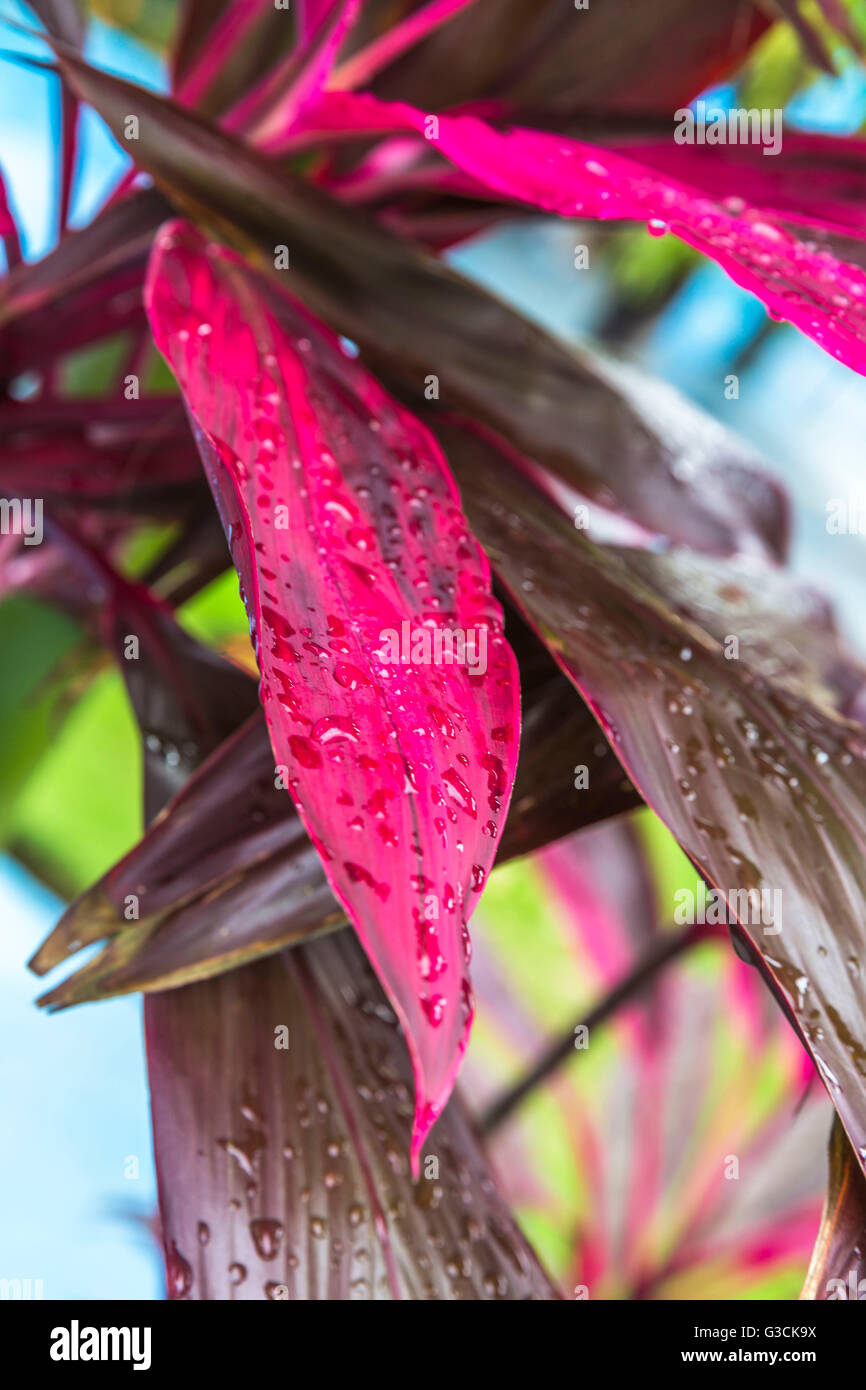 Planta en el jardín del restaurante Palmares, Marina Hemingway, La Habana, La Habana, Cuba, la República de Cuba, las Antillas Mayores, el Caribe, América, América del Norte Foto de stock