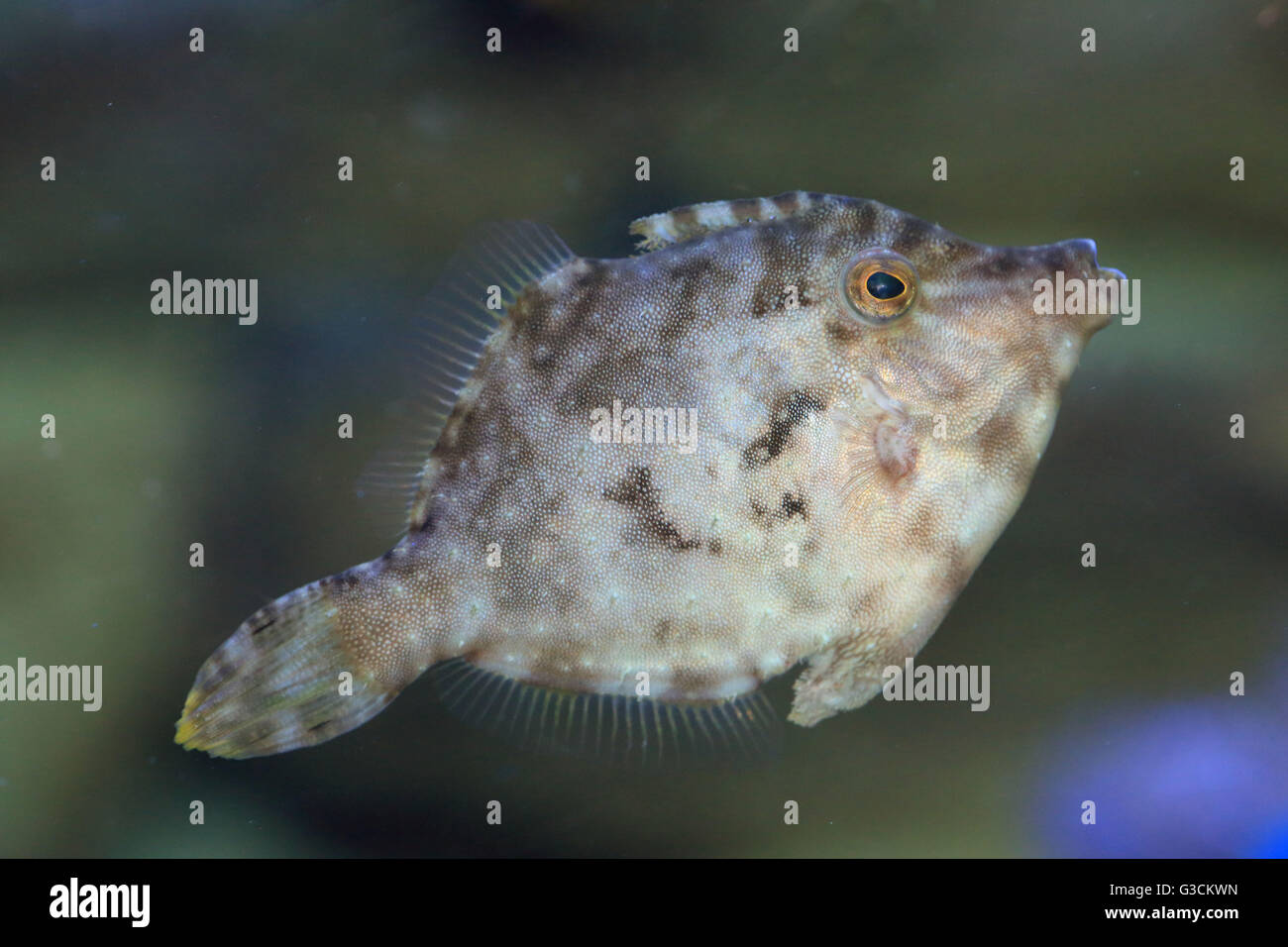 Cola de cerda filefish Acreichthys tomentosus, Foto de stock