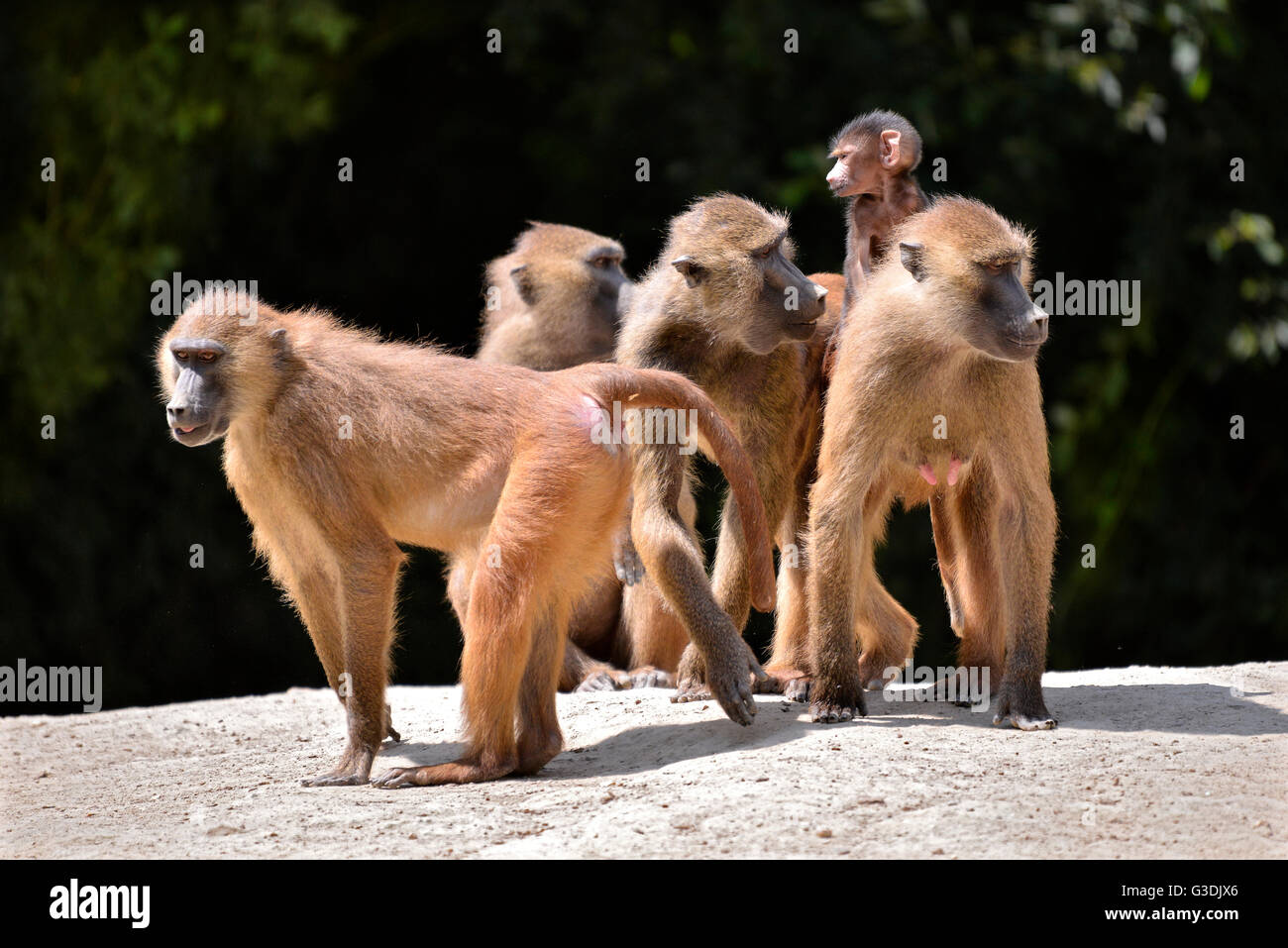 Adultos y jóvenes babuinos (Papio) en el suelo Foto de stock