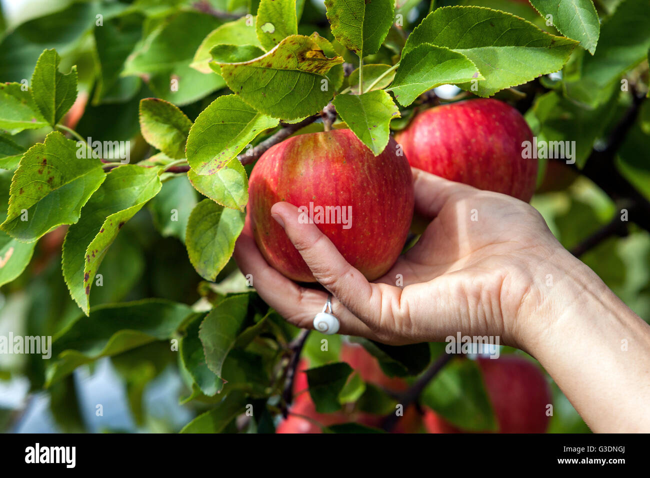Recogiendo manzanas, cosecha Foto de stock