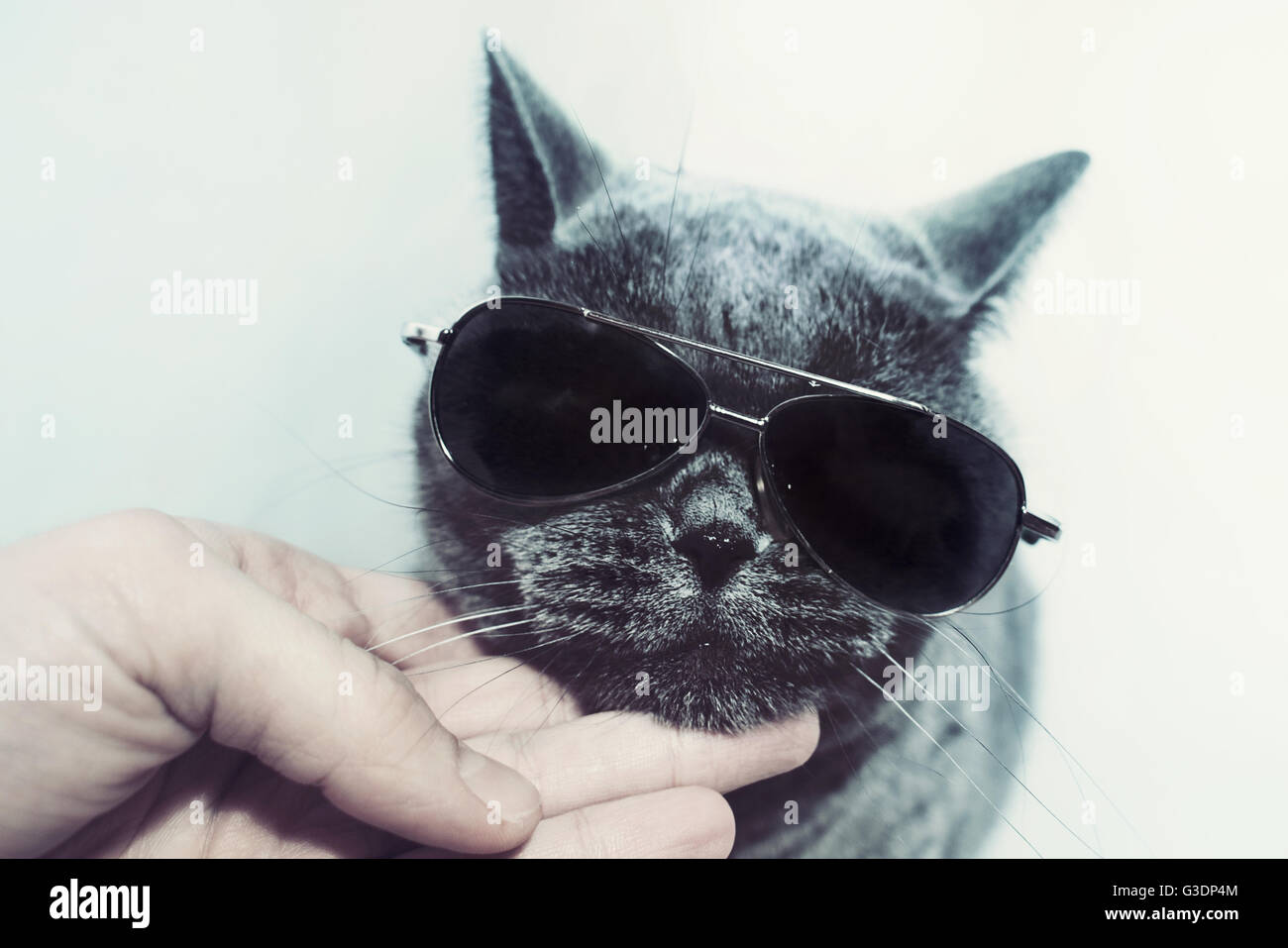 Retrato de British Shorthair gato gris con gafas de sol Foto de stock