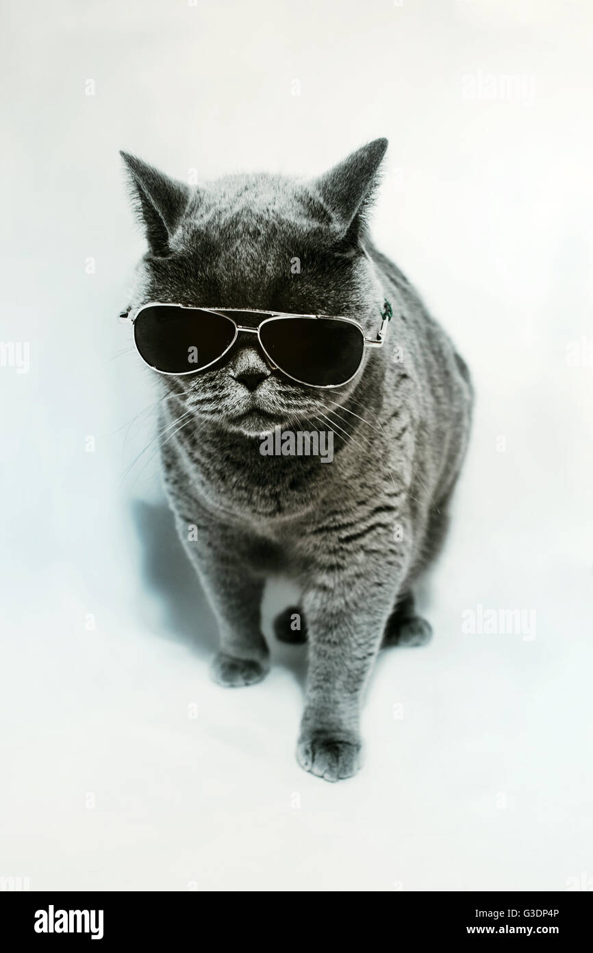 Retrato de British Shorthair gato gris con gafas de sol Foto de stock