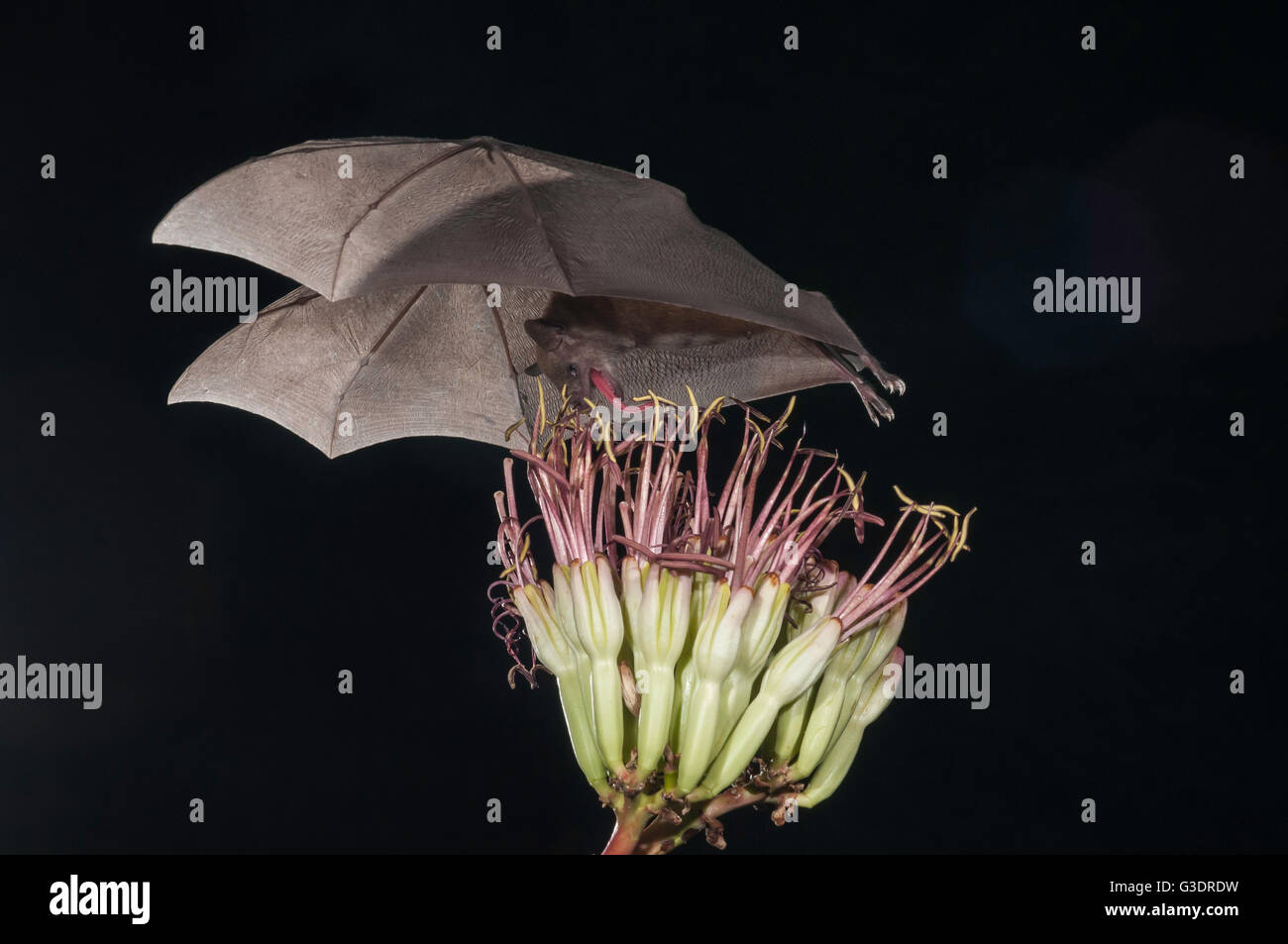 Menor de larga nariz, murciélago Leptonycteris yerbabuenae (curasoae), alimentándose de agave florece, Green Valley, Arizona, EE.UU. Foto de stock