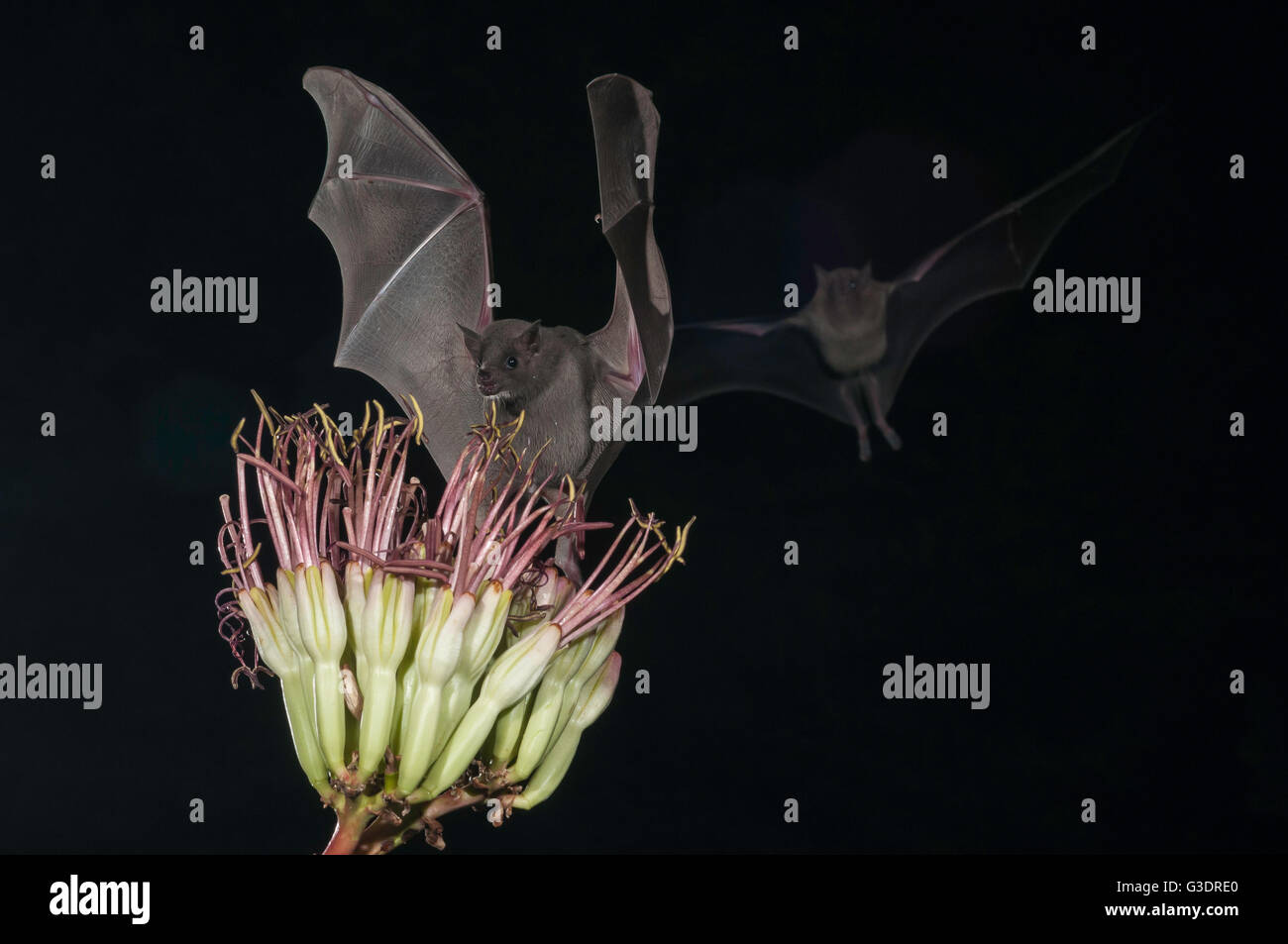 Menor de larga nariz, murciélago Leptonycteris yerbabuenae (curasoae), alimentándose de agave florece, Green Valley, Arizona, EE.UU. Foto de stock