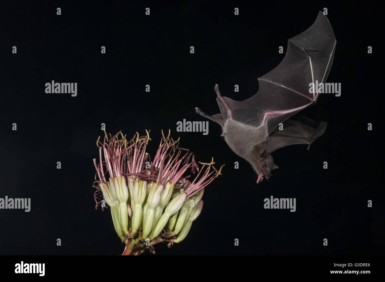 Menor de larga nariz, murciélago Leptonycteris yerbabuenae (curasoae), alimentándose de agave florece, Green Valley, Arizona, EE.UU. Foto de stock