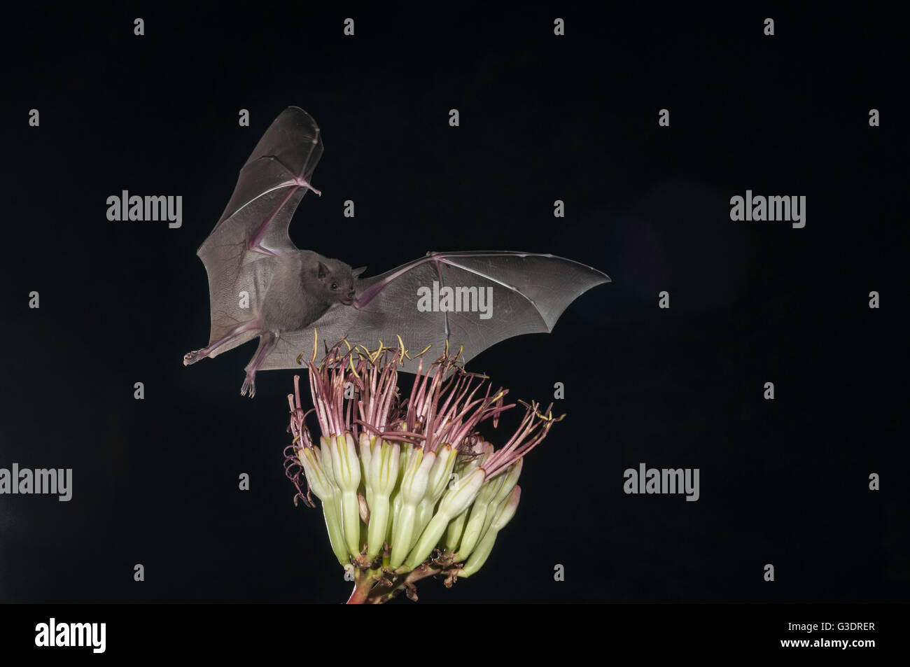Menor de larga nariz, murciélago Leptonycteris yerbabuenae (curasoae), alimentándose de agave florece, Green Valley, Arizona, EE.UU. Foto de stock
