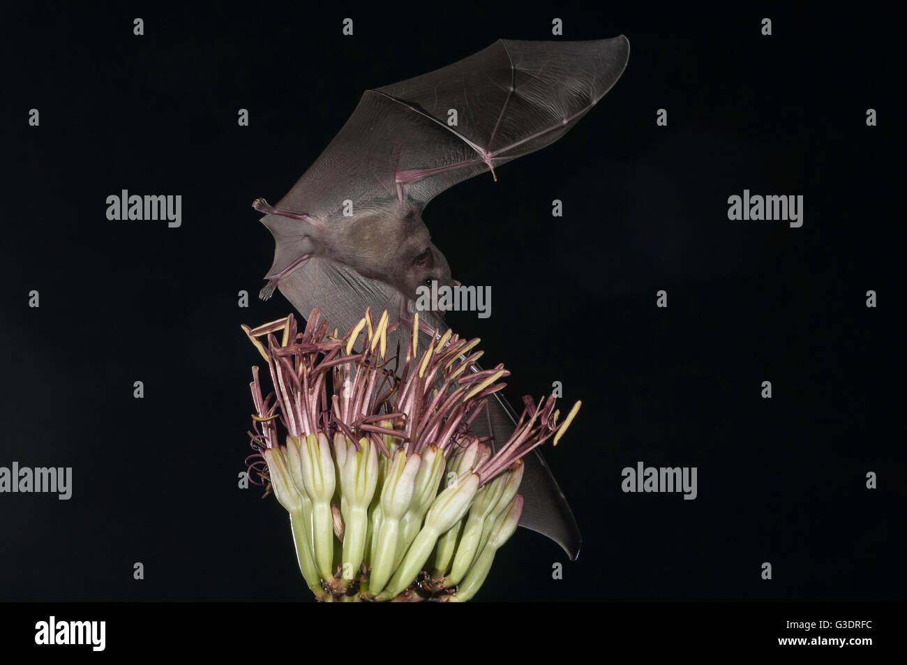 Mexicano de larga lengua bífida bat, Choeronycteris mexicana, Green Valley, Arizona, EE.UU. Foto de stock