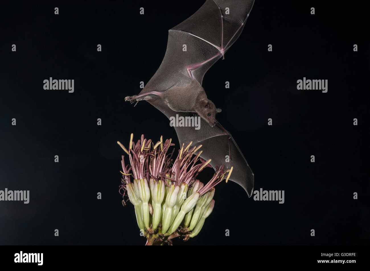 Menor de larga nariz, murciélago Leptonycteris yerbabuenae (curasoae), alimentándose de agave florece, Green Valley, Arizona, EE.UU. Foto de stock