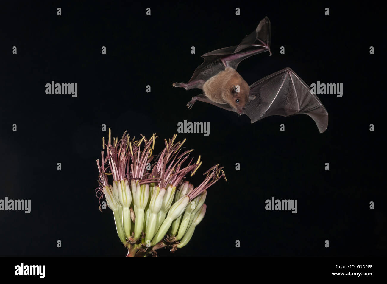 Menor de larga nariz, murciélago Leptonycteris yerbabuenae (curasoae), alimentándose de agave florece, Green Valley, Arizona, EE.UU. Foto de stock