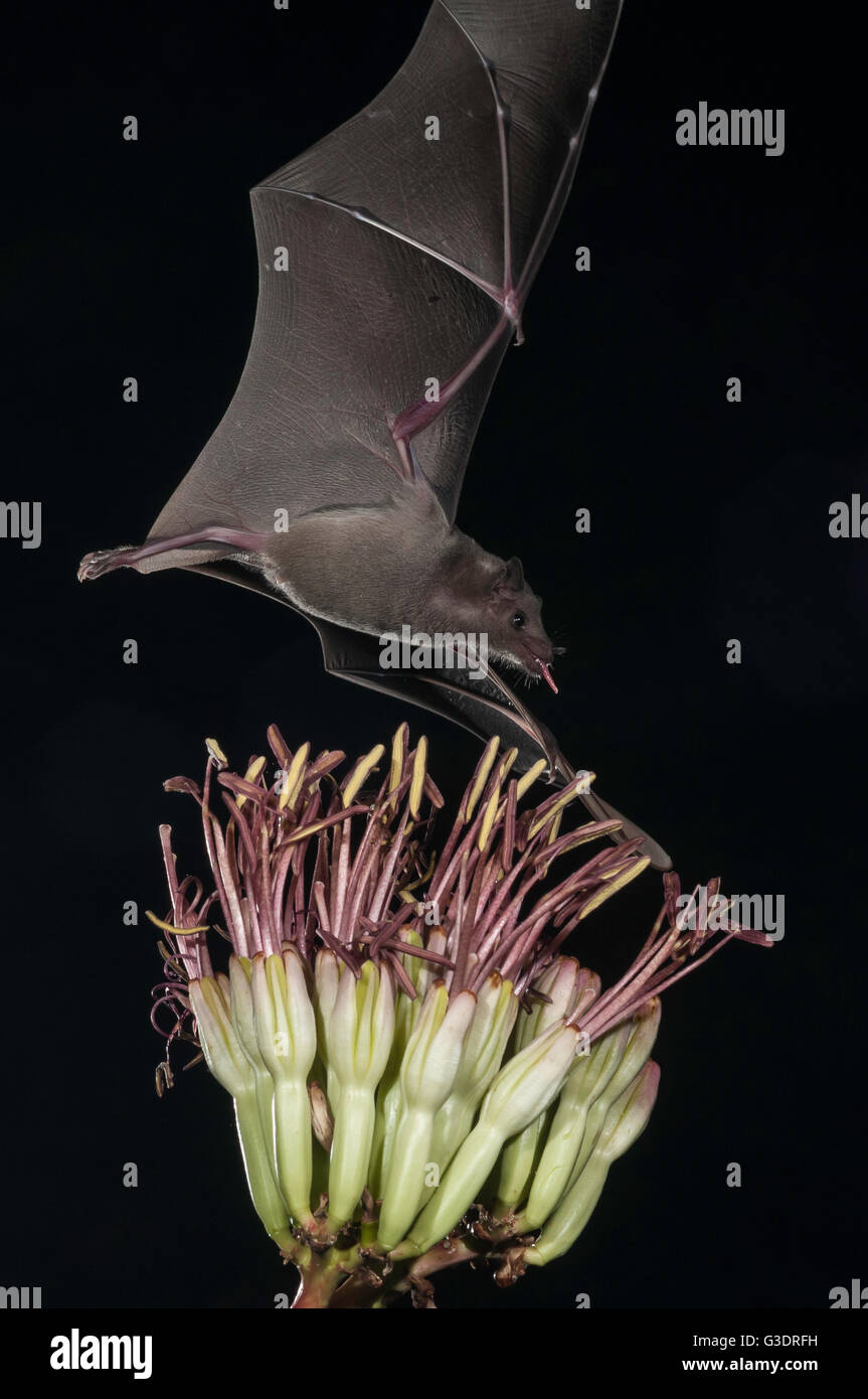 Menor de larga nariz, murciélago Leptonycteris yerbabuenae (curasoae), alimentándose de agave florece, Green Valley, Arizona, EE.UU. Foto de stock