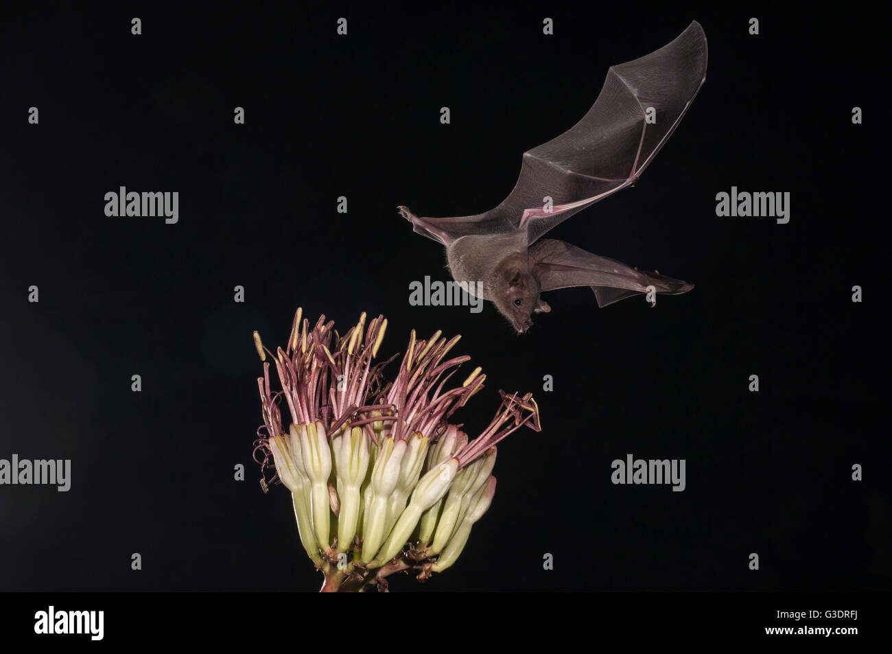 Menor de larga nariz, murciélago Leptonycteris yerbabuenae (curasoae), alimentándose de agave florece, Green Valley, Arizona, EE.UU. Foto de stock