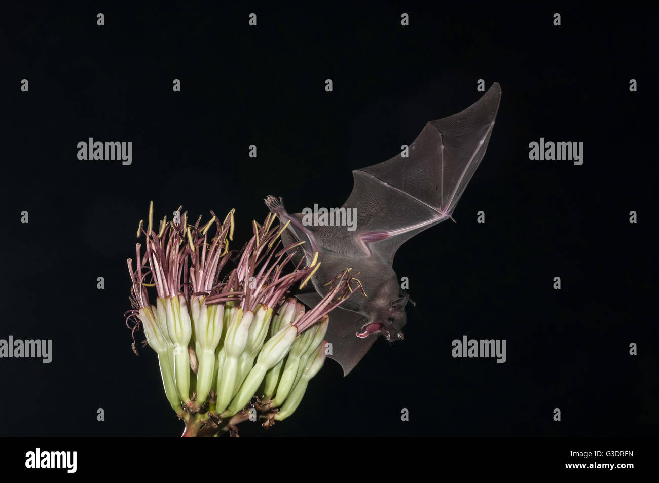 Menor de larga nariz, murciélago Leptonycteris yerbabuenae (curasoae), alimentándose de agave florece, Green Valley, Arizona, EE.UU. Foto de stock