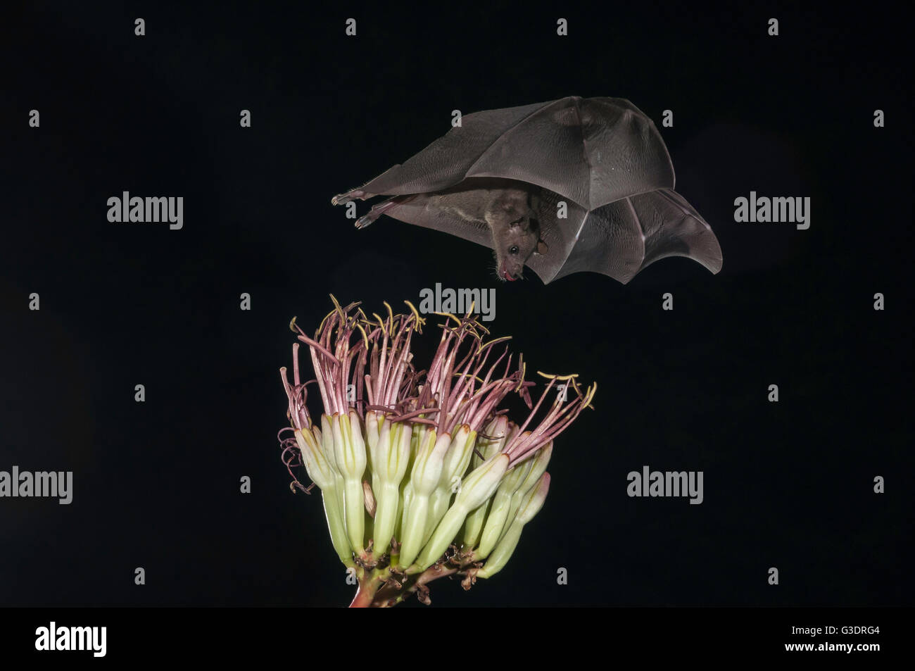 Menor de larga nariz, murciélago Leptonycteris yerbabuenae (curasoae), alimentándose de agave florece, Green Valley, Arizona, EE.UU. Foto de stock