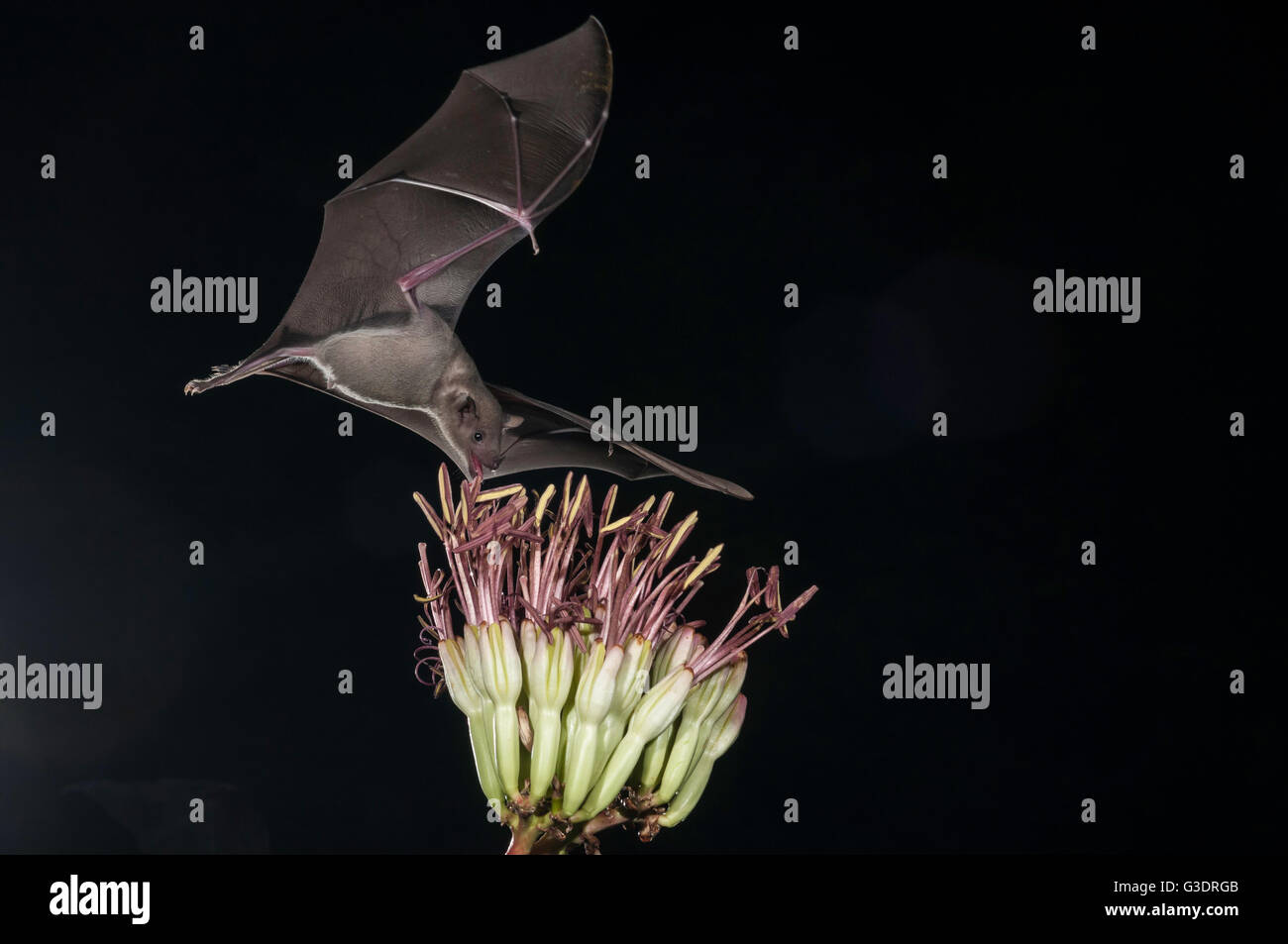 Menor de larga nariz, murciélago Leptonycteris yerbabuenae (curasoae), alimentándose de agave florece, Green Valley, Arizona, EE.UU. Foto de stock