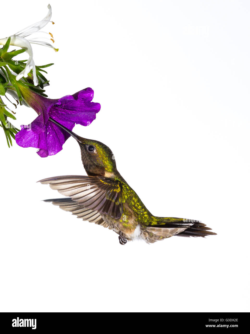 Rubí-throated hummingbird que recolectan néctar. Foto de stock