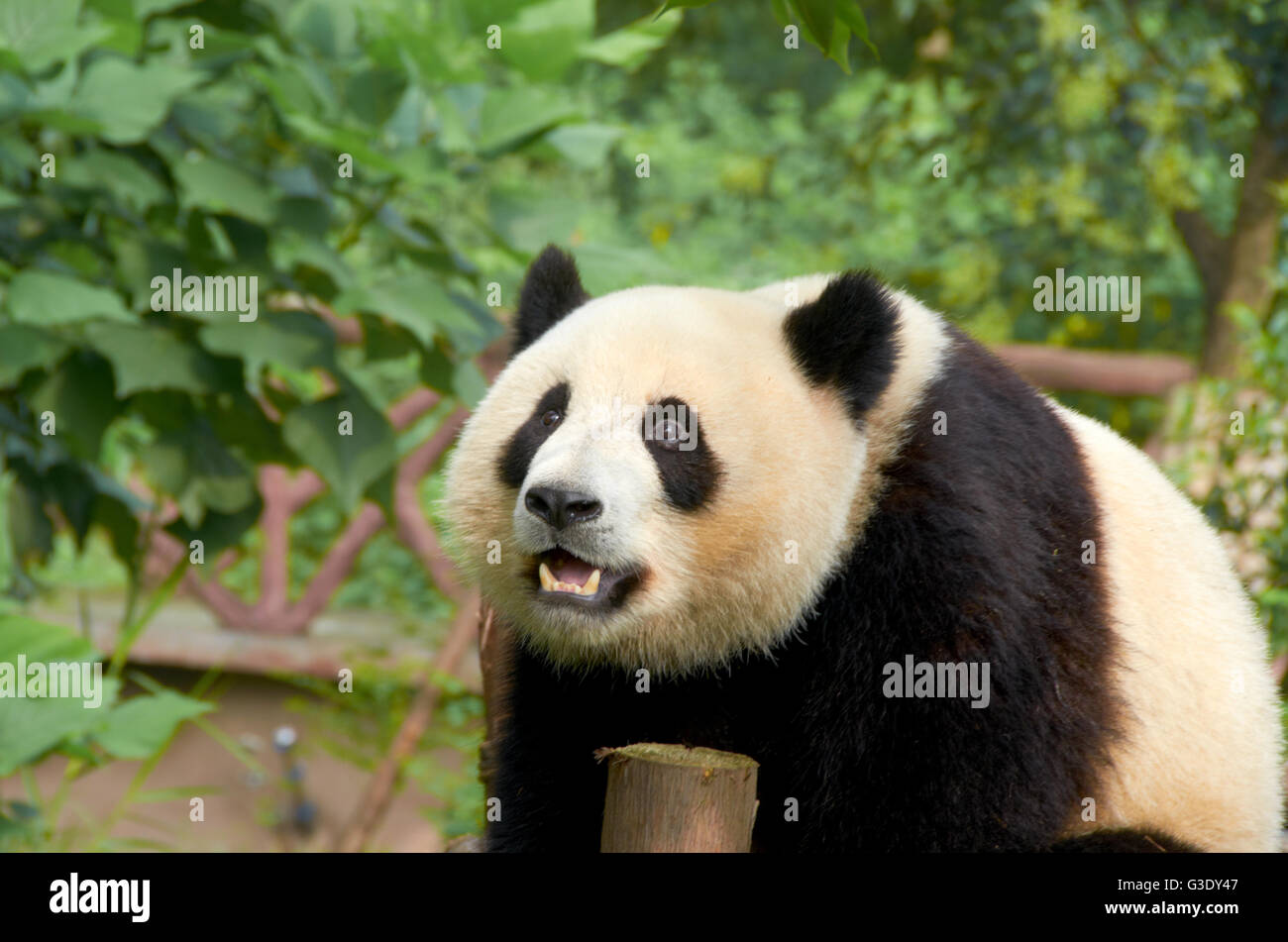 Oso Panda en Chengdu Base de investigación de Cría de Panda gigante Foto de stock
