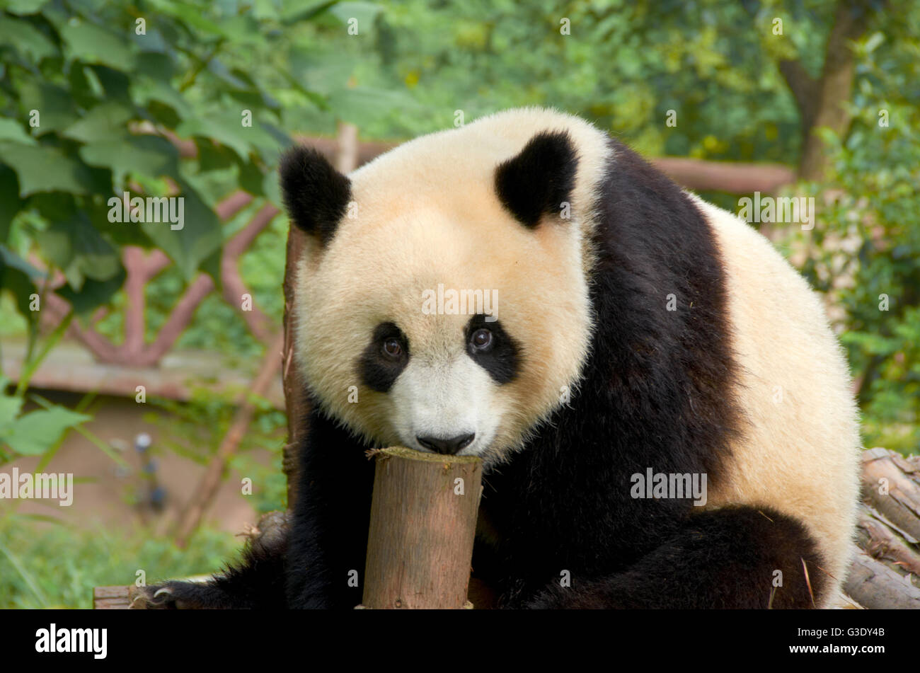 Oso Panda en Chengdu Base de investigación de Cría de Panda gigante Foto de stock