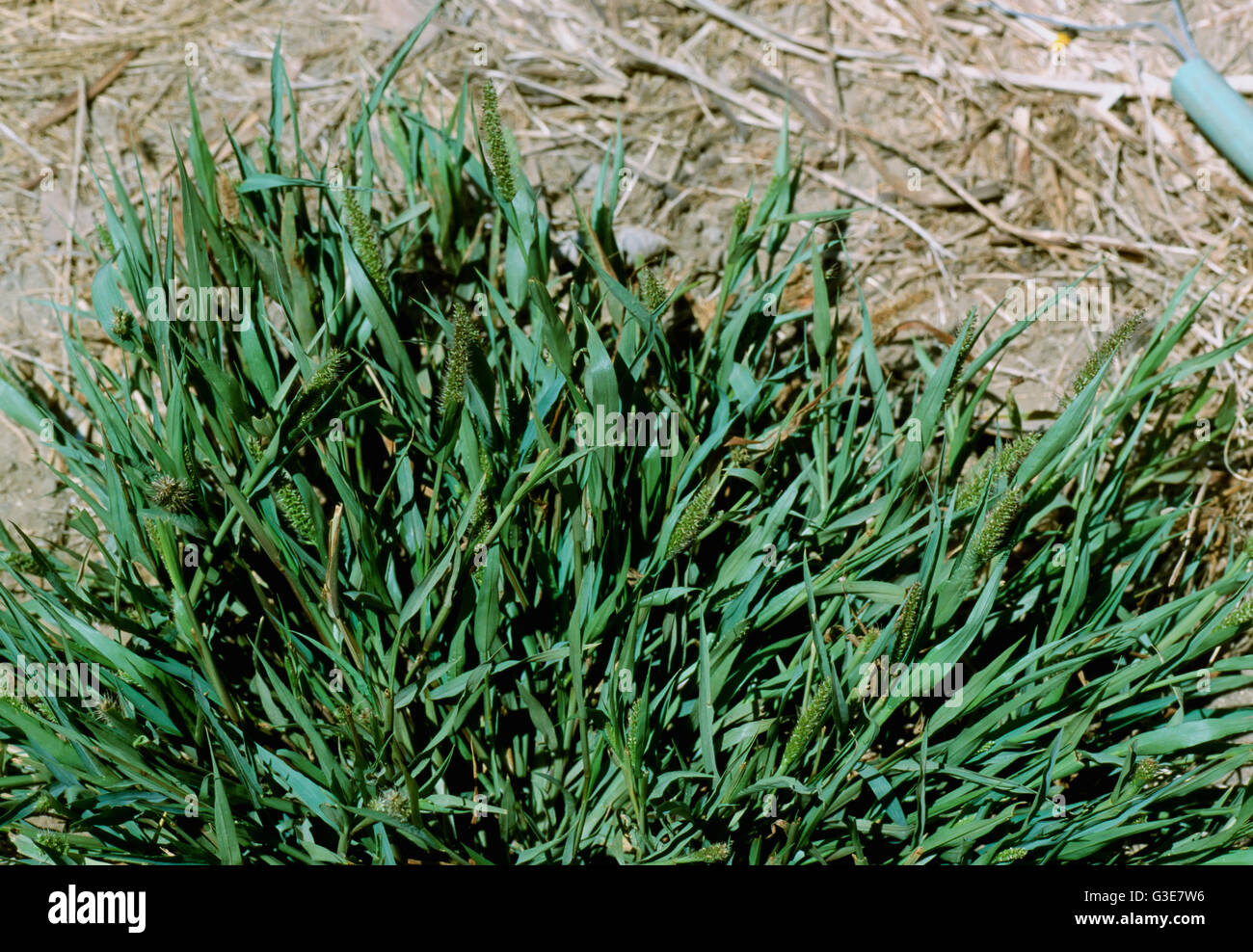 Agricultura - la maleza, Bristly (Foxtail Setaria pumila) aka. Bur Bristlegrass, Hooked Bristlegrass; planta con flores / California, Estados Unidos. Foto de stock