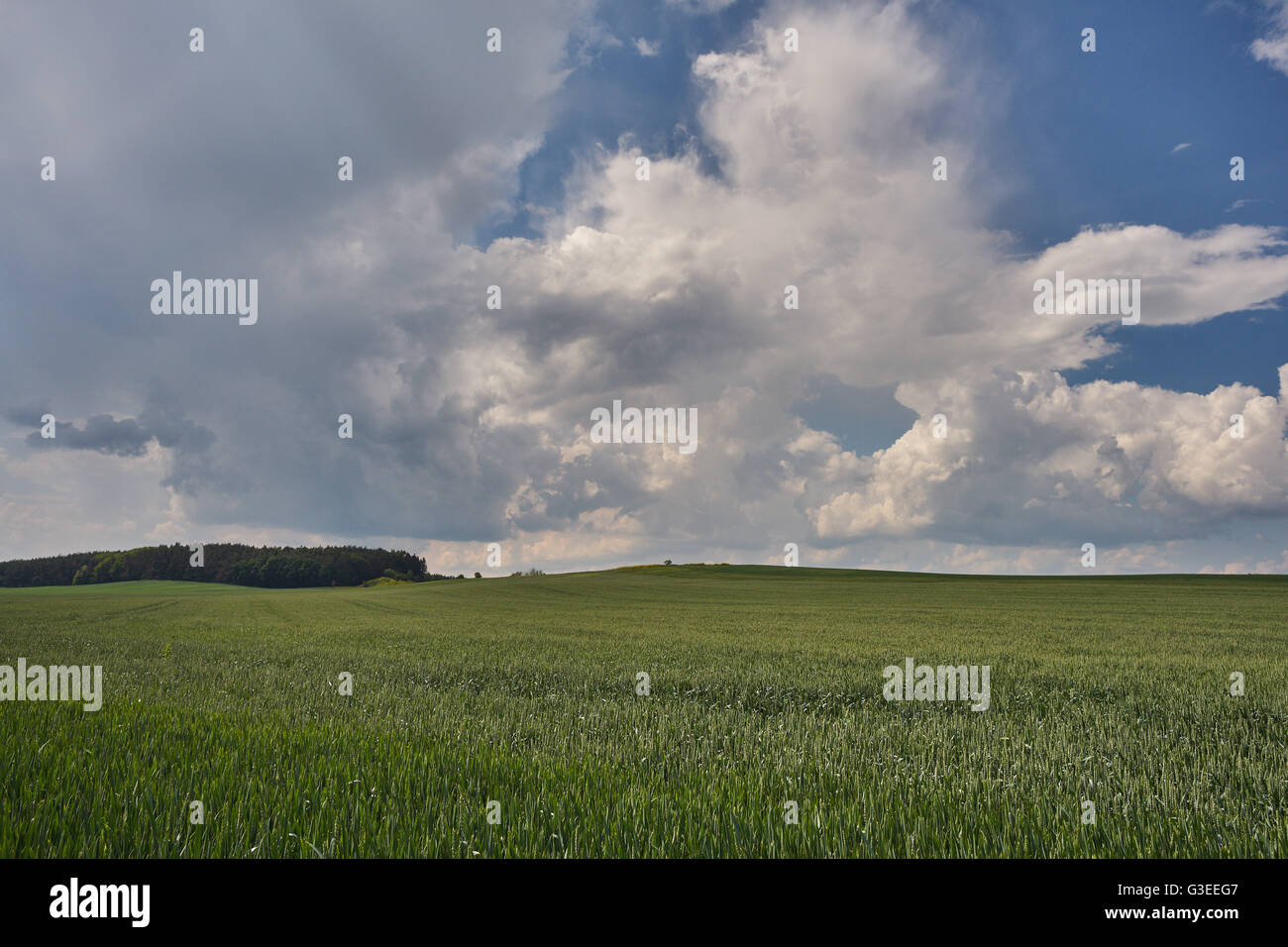 Azul cielo nublado durante la germinación los campos de grano Baja Silesia Polonia Foto de stock