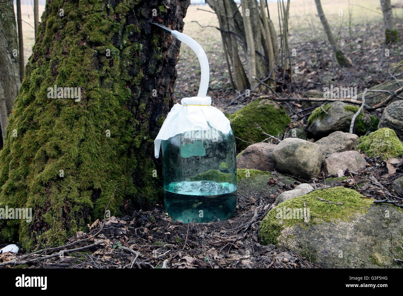 Tinaja de savia de abedul cerca de moss crecen árboles y piedras en el bosque Foto de stock